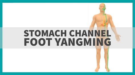 Tcm Anatomy Stomach Channel Of Foot Yangming Youtube
