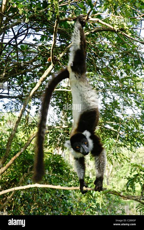 Black And White Ruffed Lemur Lemurs Island Andasibe Madagascar Stock