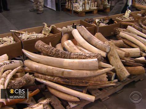 Us To Crack Down On Ivory Trafficking To Protect Elephants Cbs News