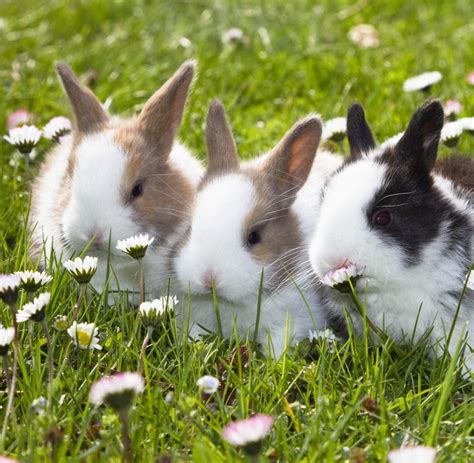 Warum Sich Diese Kaninchen Im Handstand Fortbewegen Welt