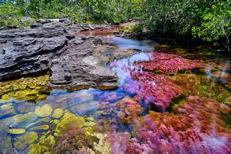 Caño Cristales The 7 Colors River Of Colombia Blog Expotur