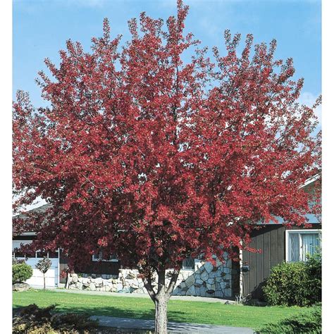 964 Gallon Red Prairifire Crabapple Flowering Tree In Pot With Soil