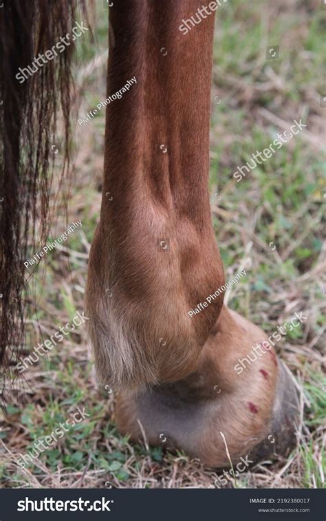 Horse Swelling Hind Leg 2 Images Photos Et Images Vectorielles De