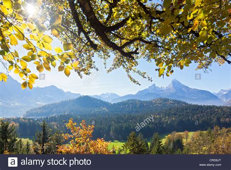 Autumn Forest And Mountain Pasture In Front Of Watzmann And Hochkalater