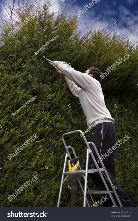 Man Trimming Hedge On Step Ladders Stock Photo 50586322