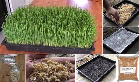 How To Grow Wheatgrass At Home Home Design Garden