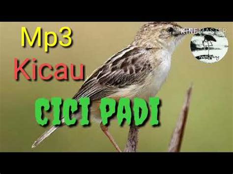 Download mp3 cici padi betina dan video mp4 gratis. Vidio Suara Cici Padi Betina - Suara Burung Cici Padi Liar ...