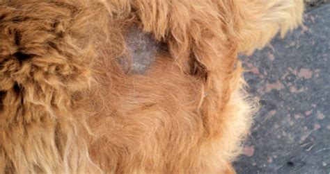 Dog Losing Hair In Patches And Scabs The O Guide