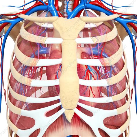 The chest anatomy includes the pectoralis major, pectoralis minor and the serratus anterior. Chest anatomy, artwork - Stock Image - F005/9986 - Science Photo Library