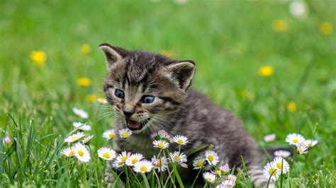 cats and flowers wallpapers wallpaper cave