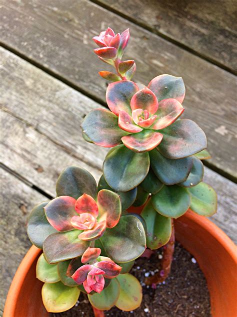 20160806 Echeveria Chroma Is Reaching Her Best Colour Of The Year