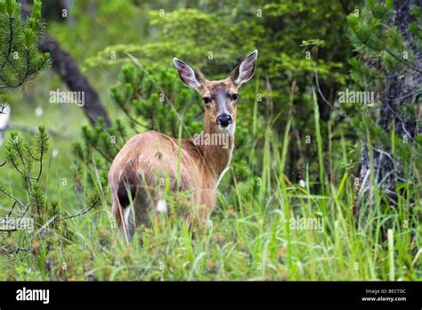 Sitka Black Tailed Deer Odocoileus Hemionus Female Mitkof Island