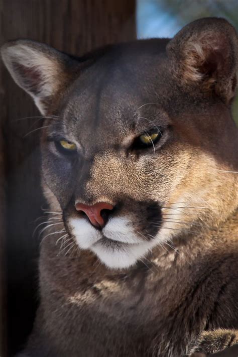 610 best images about cougar america s big cat on pinterest
