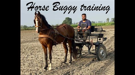 Horse Buggy Training Youtube