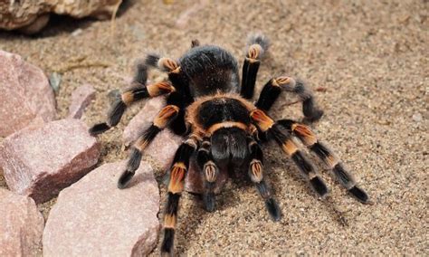 Top 10 Largest Spiders In The World