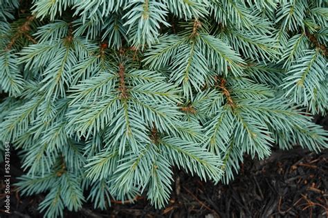 Sesters Dwarf Blue Spruce Picea Pungens Sester Dwarf Stock Photo