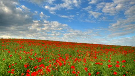 Blue Sky Over Poppies Fields High Stock Footage Video 100 Royalty