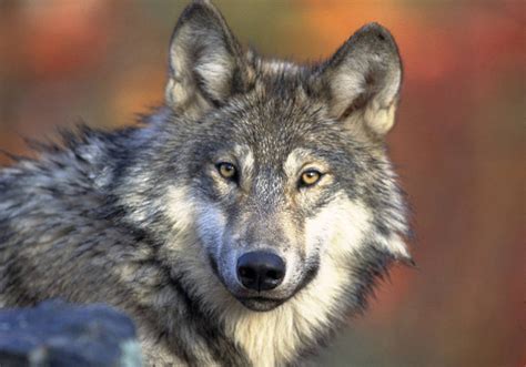 Colorado Wolves Are Here Breeding Could Impact Ballot Question Bill