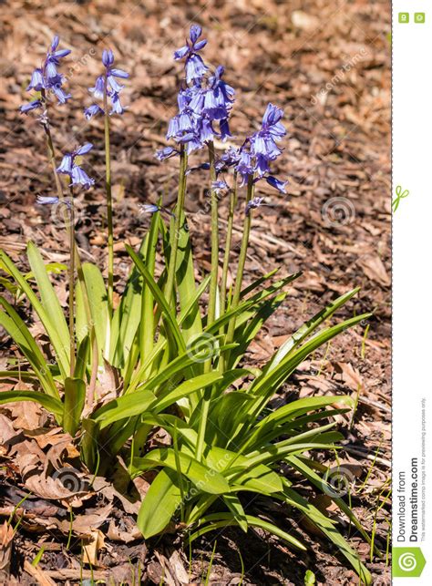 Isolated Common Bluebells Growing In Woodland Stock Photo Image Of