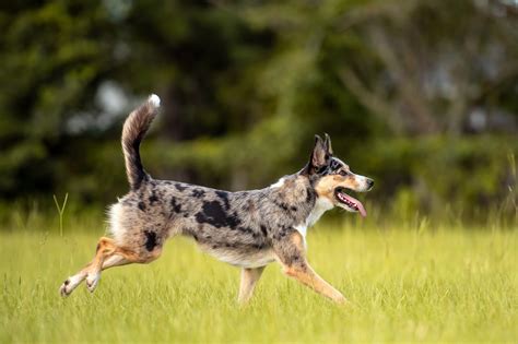 10 Australian Dog Breeds For Active Families — Australian Dogs
