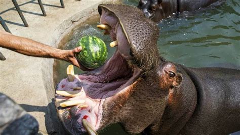 Hipopótamo Come Sandías Enteras En Zoológico