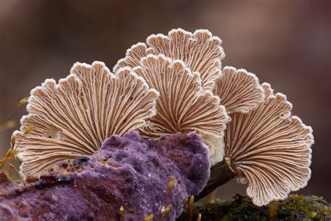 Springfield Plateau Fungi Fotos