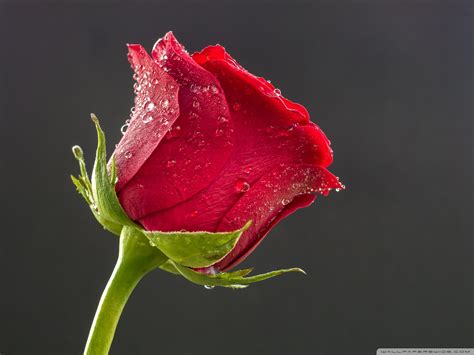 Beautiful Red Roses With Water Drops 1920x1440 Wallpaper