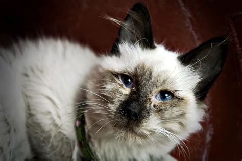 Common Infectious Diseases In Cats