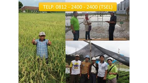Limau kasturi pulihkan 7 masalah, suami ubat cacing ayam tradisional adalah, ubat cacing ayam tradisional cina, ubat. Pin di 6 TELP. 0812 - 2400 - 2400 (TSEL) Obat Tanaman Melon