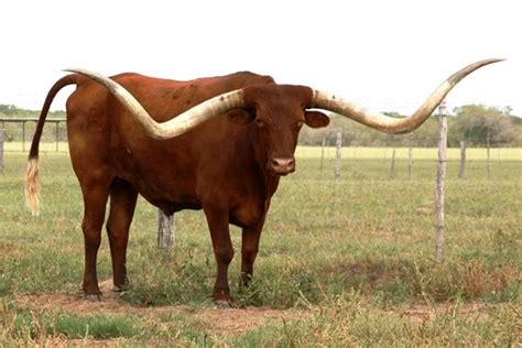 40 Pictures Of Bulls With Really Big Horns 10 Rare Animals Animals And