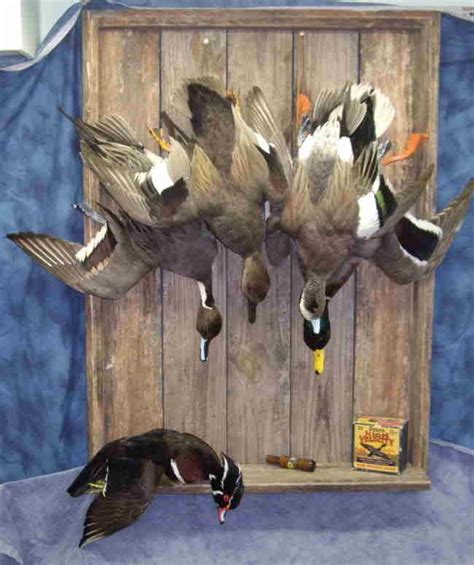 Looking For Some Good Wood Duck Mount Ideas Duck Mount Waterfowl
