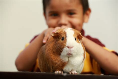 Pet Care Trust Offers Cure To 2nd Semester Boredom Through Classroom Pets