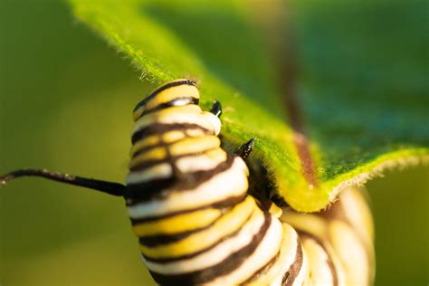 Eastern Monarch Butterfly Larv Image Eurekalert Science News Releases