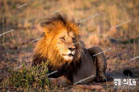 African Lion Panthera Leo Kenya Stock Photo Picture And Rights