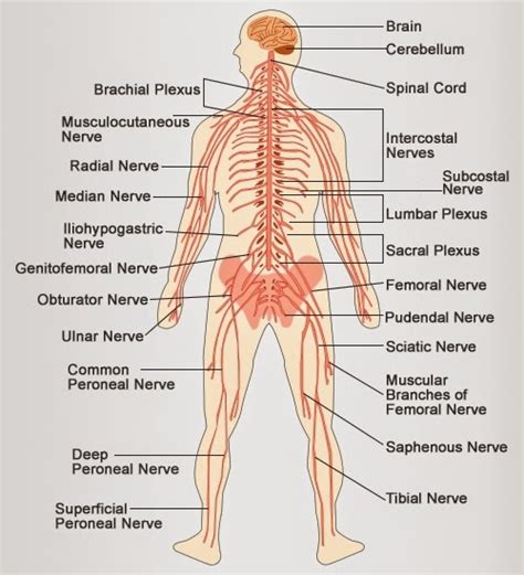 In vertebrates it consists of two main parts, called the central nervous system (cns) and the peripheral nervous system (pns). Cluster of Thoughts: Science of Mudras: Zero Budget Health ...