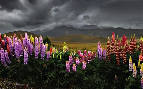 Lupine Wallpapers Pictures Images