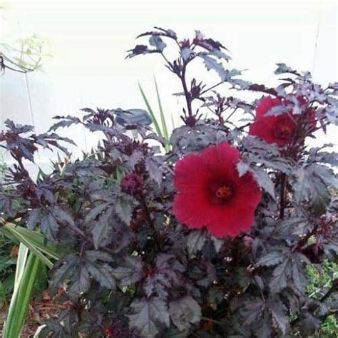 Great if you want a tall. Hibiscus acetosella Mahogany Splendor | Pint Plant ...
