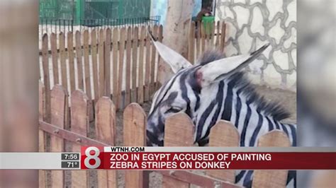 Egyptian Zoo Accused Of Bad Paint Job By Coloring Donkeys To Look Like