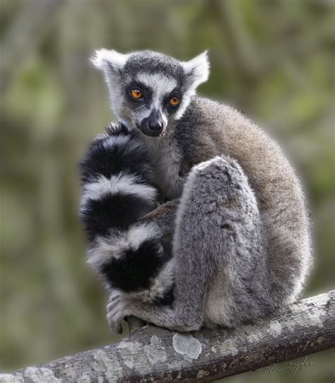 Ring Tailed Lemur Lizs World