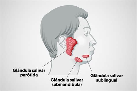 Salivary Glands What Are They What Is Their Function And Common Problems
