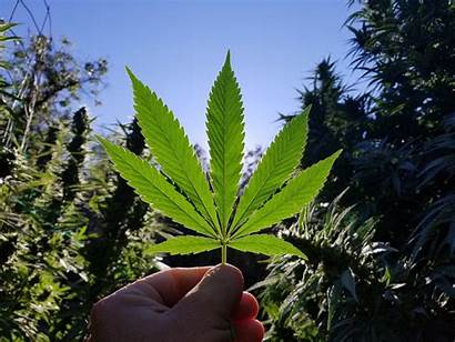 Marijuana Cannabis Aurora Growing Pot Its Production