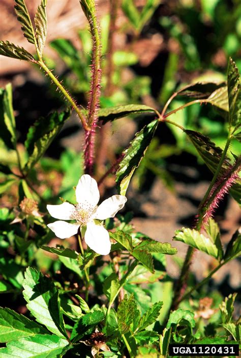 Southern Dewberry Rubus Trivialis