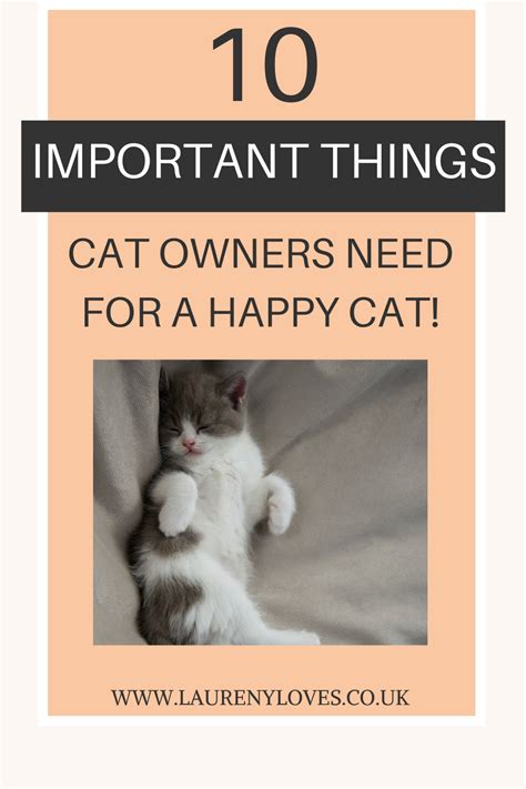 10 Important Things Cat Owners Need For A Happy Cat Artofit