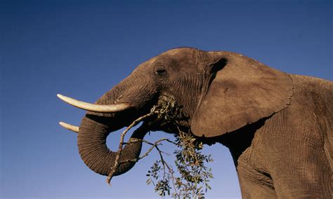 African Forest Elephant Facts Habitat Diet Pictures