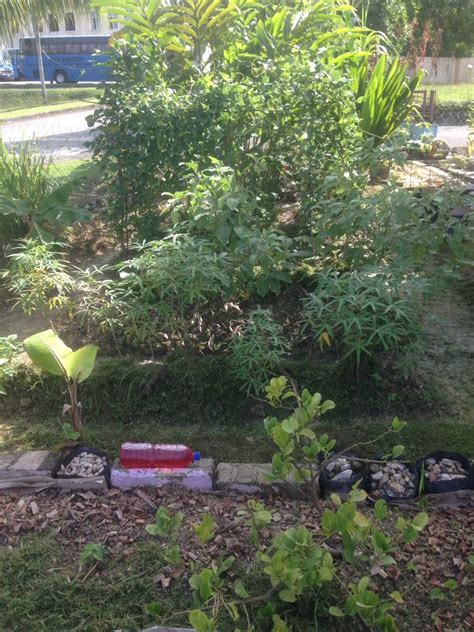 Sistem pengairan automatik seperti ini memerlukan penyelenggaraan yang sedikit tetapi penting untuk memastikan dripper sentiasa menitiskan air dan tidak tercabut dari paip. Jom Tanam Sayur ( JTS ) : Sistem Pengairan Terbuka Jom ...