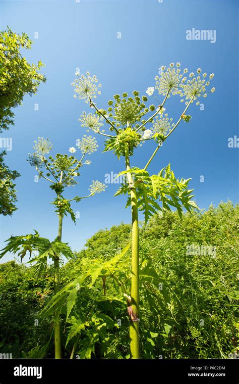 Giant Hogweed In Sunshine Heracleum Mantegazzianum Growing On The