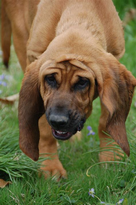 Bloodhound Information Dog Breeds At Thepetowners