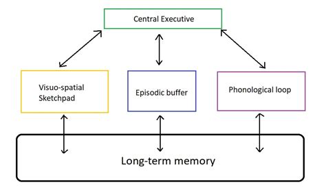 Types Of Memory In Psychology Explained