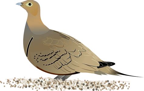Christian Dove Sand Grouse Diagram Hd Png Download Original Size