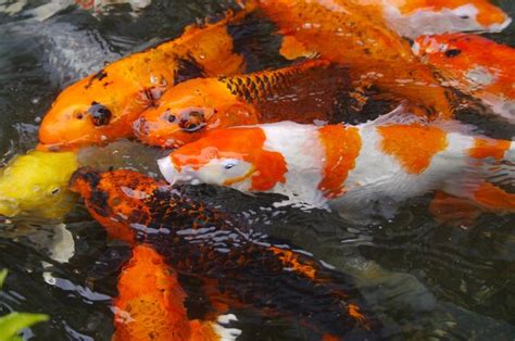 Inilah 5 Jenis Ikan Koi Yang Sangat Populer Kamu Suka Yang Mana Bobo